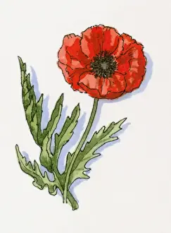 Papaver Prints: Illustration of Papaver rhoeas (Poppy)