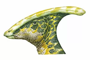 Images Dated 14th November 2008: Illustration of Parasaurolophus, an ornithopod dinosaur with crested head and camouflaged skin