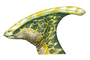 Illustration of Parasaurolophus, an ornithopod dinosaur with crested head and camouflaged skin