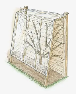 Plastic Prints: Illustration of peach tree covered to protect it against peach leaf curl