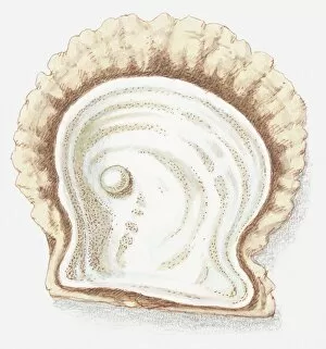 Pearl Collection: Illustration of pearl in shell