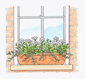 Window Box Prints: Illustration of Pelargonium x hortorum Tango White with trailing plant foliage in terracotta windo