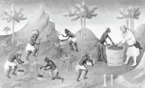 Illustration of People Harvesting Peppers