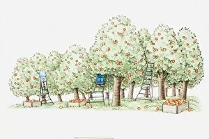 Illustration of people picking ripe apples in orchard