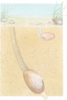 Long Prints: Illustration of Peppery Furrow Shell (Scrobicularia plana)