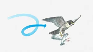 Images Dated 17th June 2011: Illustration of a Peregrine falcon (Falco peregrinus) catching a pigeon