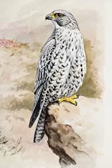 Illustration of Peregrine Falcon (Falco peregrinus) perching on rock