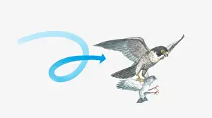 Gripping Prints: Illustration of a Peregrine falcon (Falco peregrinus) catching a pigeon