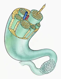 Edge Prints: Illustration of peripheral nerves showing ganglion