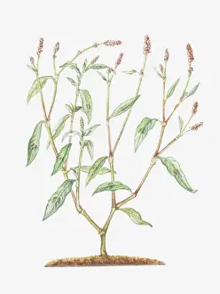 Redshank Prints: Illustration of Persicaria maculosa (Redshank), branched stems with small reddish flowers
