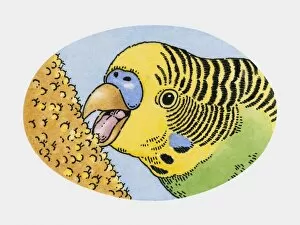 Images Dated 23rd October 2009: Illustration of pet budgerigar feeding on millet