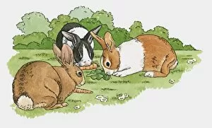 Images Dated 22nd October 2009: Illustration of pet rabbits eating carrots and lettuce leaf on grass in garden
