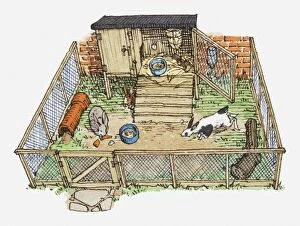 Images Dated 10th June 2010: Illustration of pet rabbits in wire enclosure showing hutch