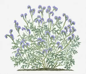 Illustration of Phacelia tanacetifolia (Lacy phacelia) bearing lavender on long curved stems with grey-green leaves