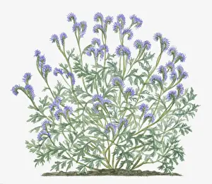 Long Prints: Illustration of Phacelia tanacetifolia (Lacy phacelia) bearing lavender on long curved stems with grey-green leaves