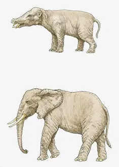 Development Prints: Illustration of a Phiomia, a type of Gomphothere from the Oligocene period