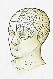 Human Representation Gallery: Illustration of phrenology head