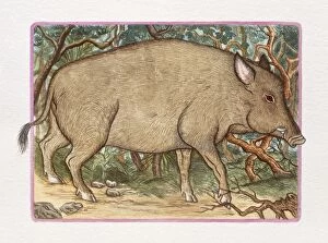 Images Dated 25th August 2009: Illustration of Pig in the Forest, representing Chinese Year Of The Pig