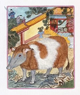 Illustration of Pig in the Garden, representing Chinese Year Of The Pig