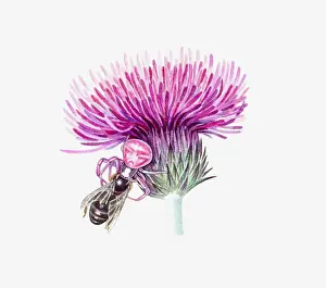 Arachnid Prints: Illustration of pink Crab Spider on thistle attacking bee