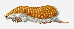 Illustration of Pink Fairy Armadillo (Chlamyphorus truncatus)