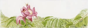 Illustration of Pink Orchid Mantis (Hymenopus coronatus) on orchid flower