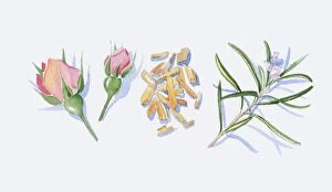 Images Dated 10th November 2008: Illustration of pink rose buds, sandalwood wood chips, and rosemary flowers and leaves on stem