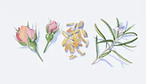 Rosa Prints: Illustration of pink rose buds