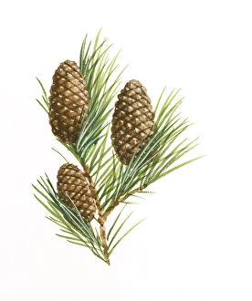 Images Dated 30th October 2008: Illustration of three Pinophyta (Conifer) pinecones and needle leaves