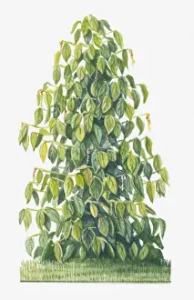 Pepper Seasoning Prints: Illustration of Piper nigrum (Black Pepper) with peppercorns and green leaves