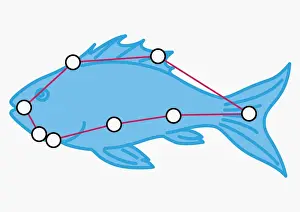 Illustration of Piscis Austrinus constellation represented as fish