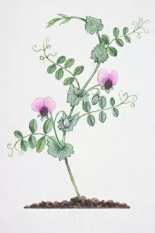 Images Dated 9th August 2006: Illustration, Pisum sativum, Wild Pea, single stem with two pink flowers