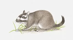 Images Dated 13th July 2010: Illustration of Plains Viscacha (Lagostomus maximus)