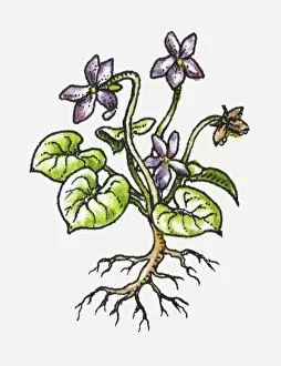 Images Dated 22nd April 2010: Illustration of plant with purple flowers, green leaves and exposed roots
