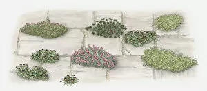 Images Dated 12th July 2010: Illustration of plants and flowers growing in gaps of paving stones on garden path
