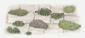 Pathway Prints: Illustration of plants and flowers growing in gaps of paving stones on garden path