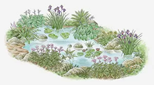 Surrounding Gallery: Illustration of plants growing in and surrounding garden pond