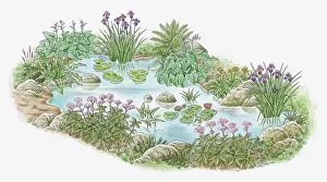 Surrounding Prints: Illustration of plants growing in and surrounding garden pond