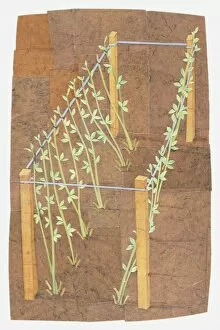 Illustration of plants tied to frame for support