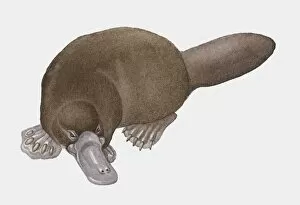 Images Dated 27th October 2009: Illustration of Platypus (Ornithorhynchus anatinus)