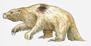 Palaeontology Prints: Illustration of a Pleistocene Placental (Megatherium americanum), an early mammal