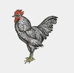Chicken Prints: Illustration of Plymouth Rock chicken also known as Barred Rocks