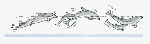 Images Dated 9th October 2009: Illustration of pod of adult and young Dolphins swimming