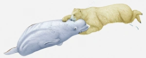 Images Dated 23rd March 2011: Illustration of polar bear attacking a Beluga whale