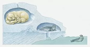 Illustration of Polar Bear with cub and Harp Seal with pup in ice burrows, and seal underwater