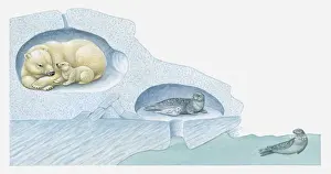 Seal Animal Prints: Illustration of Polar Bear with cub and Harp Seal with pup in ice burrows