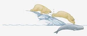 Illustration of polar bear jumping from ice pack onto beluga whale trapped under the ice