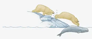 Pursuit Prints: Illustration of polar bear jumping from ice pack onto beluga whale trapped under the ice