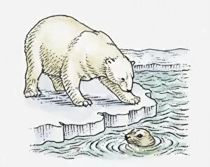 Images Dated 22nd April 2010: Illustration of polar bear looking at seal in water