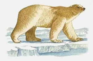 Illustration of Polar Bear (Ursus maritimus) walking on ice